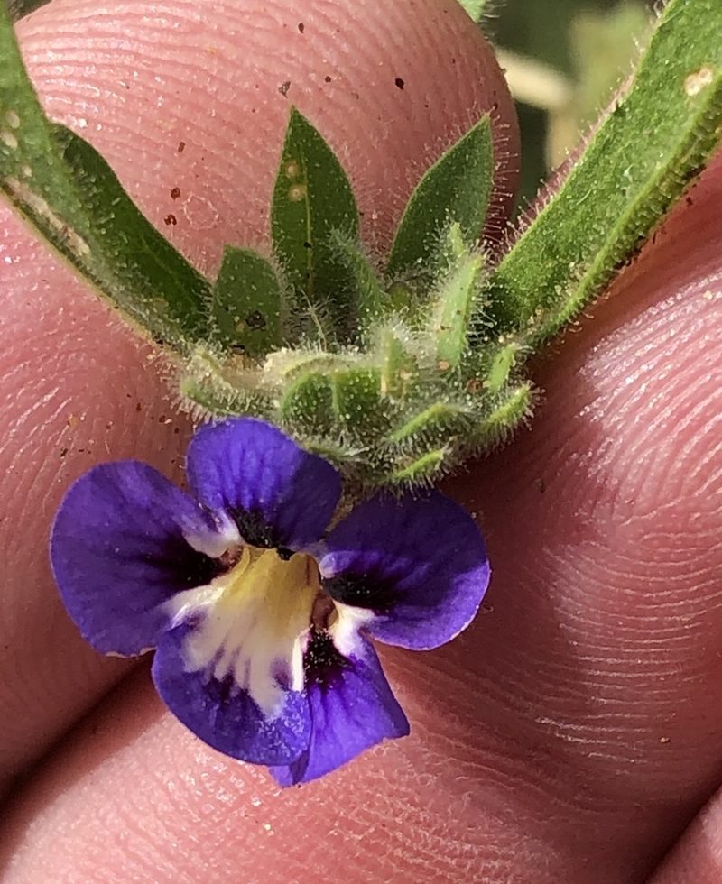 Aptosimum arenarium, photographed by Dave U