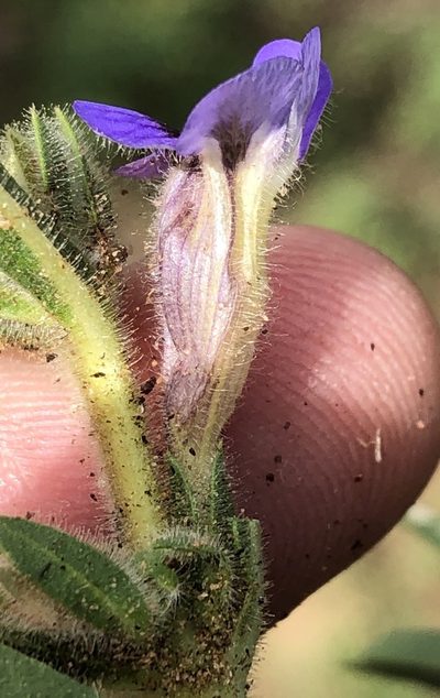 Aptosimum arenarium, photographed by Dave U