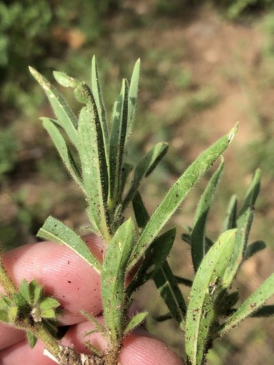 Aptosimum arenarium, photographed by Dave U