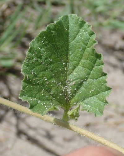 Ipomoea hackeliana, photographed by Robert Taylor