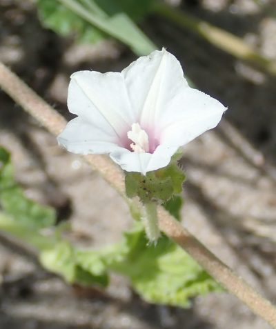 Ipomoea hackeliana, photographed by Robert Taylor