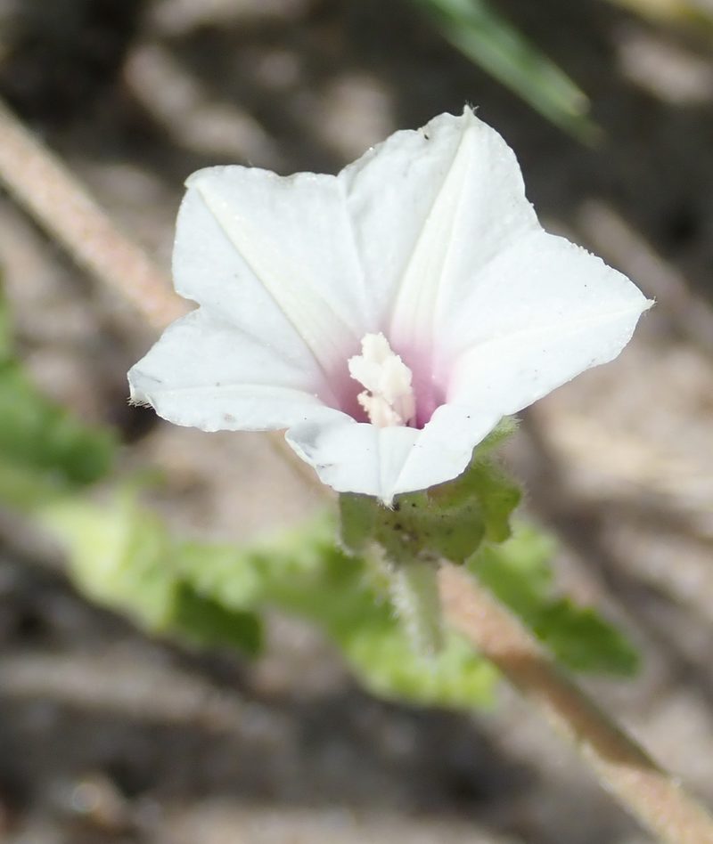 Ipomoea hackeliana, photographed by Robert Taylor