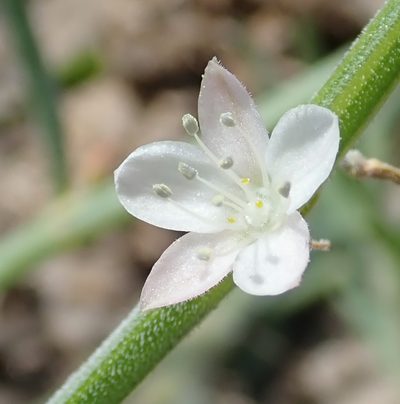 Oxygonum alatum, photographed by Robert Taylor