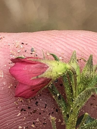 Hermannia modesta, photographed by Dave U