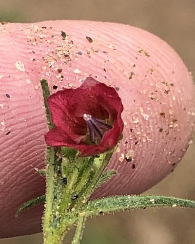 Hermannia modesta, photographed by Dave U