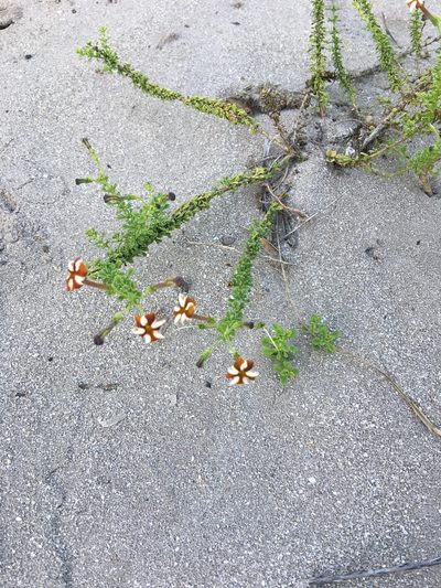 Jamesbrittenia albomarginata, photographed by Charleen Brunke