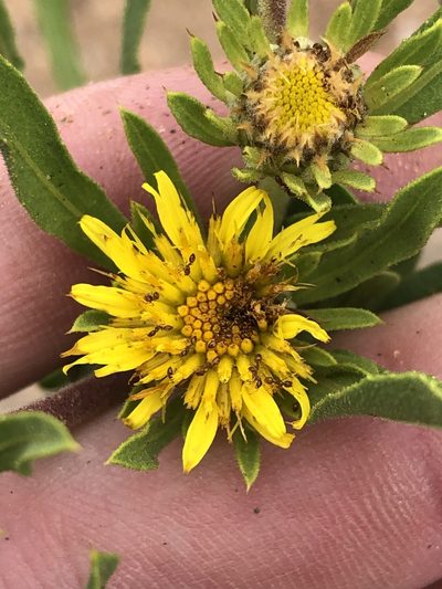 Geigeria pectidea, photographed by Dave U