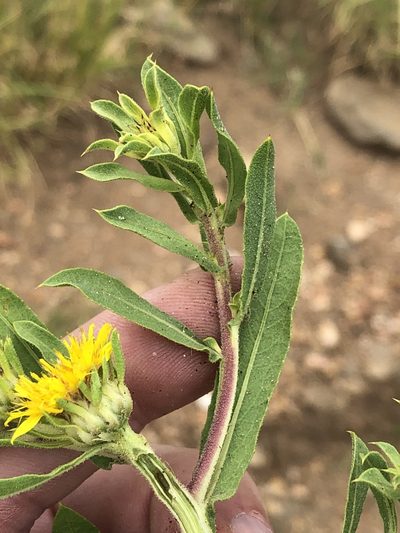 Geigeria pectidea, photographed by Dave U