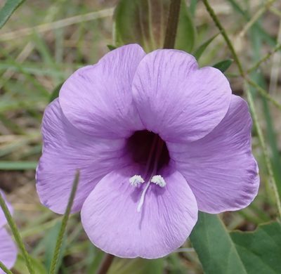 Barleria mackenii, photographed by Robert Taylor