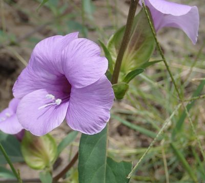 Barleria mackenii, photographed by Robert Taylor
