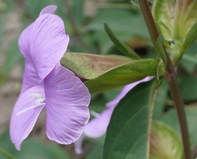 Barleria mackenii, photographed by Robert Taylor