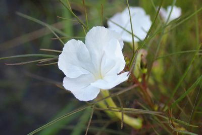 Rhamphicarpa fistulosa, photographed by Robert Taylor