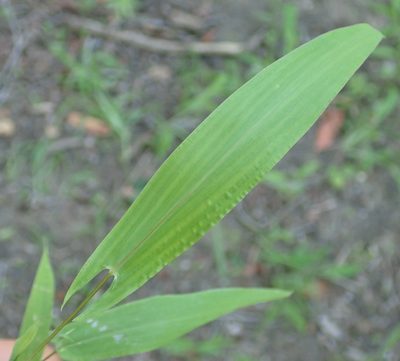 Setaria sagittifolia, photographed by Robert Taylor
