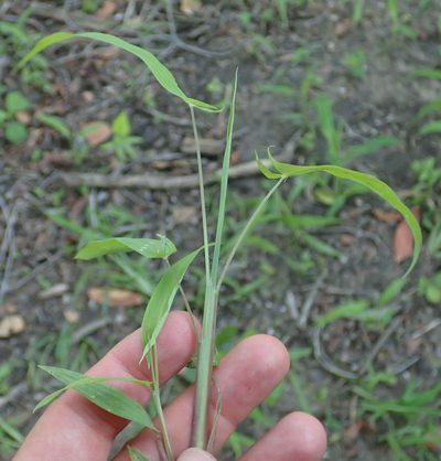 Setaria sagittifolia, photographed by Robert Taylor