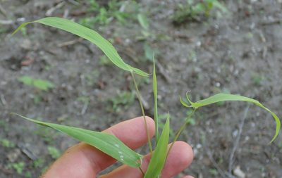 Setaria sagittifolia, photographed by Robert Taylor