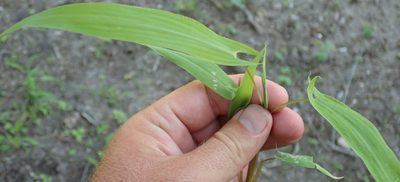 Setaria sagittifolia, photographed by Robert Taylor