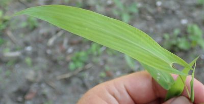Setaria sagittifolia, photographed by Robert Taylor