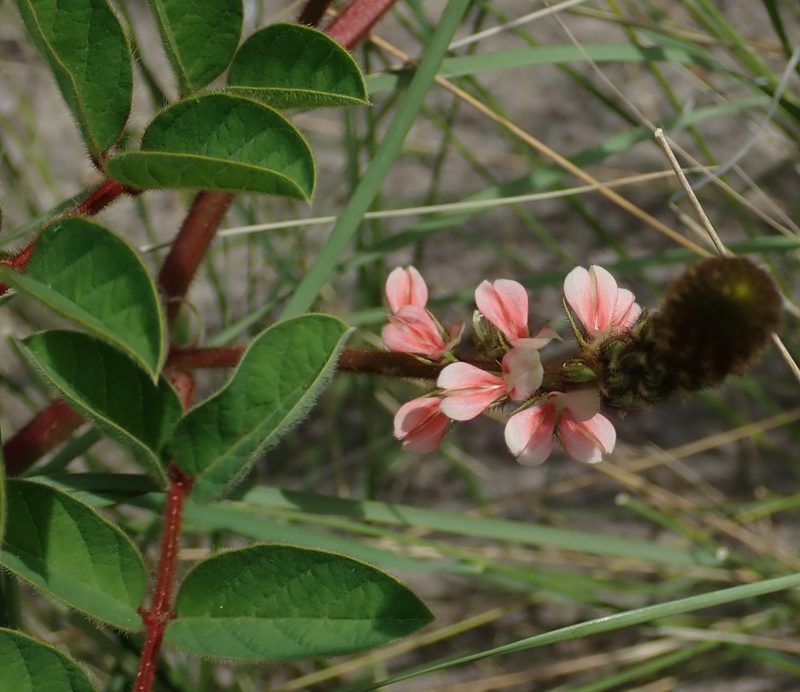 Indigofera astragalina, photographed by Robert Taylor