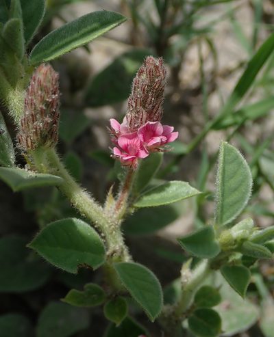Indigofera flavicans, photographed by Robert Taylor