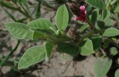 Indigofera flavicans, photographed by Robert Taylor