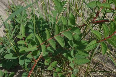 Indigofera astragalina, photographed by Robert Taylor