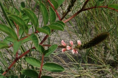 Indigofera astragalina, photographed by Robert Taylor