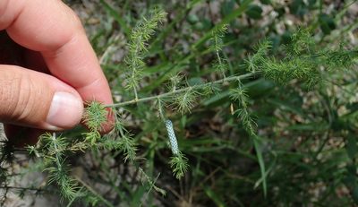 Asparagus africanus, photographed by Robert Taylor