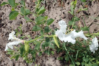 Bauhinia macrantha, photographed by Robert Taylor