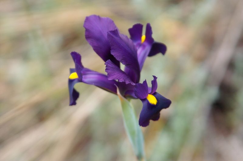 Iris filifolia, photographed by Ina Siebert
