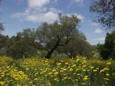 Coronilla juncea, photographed by Ina Siebert