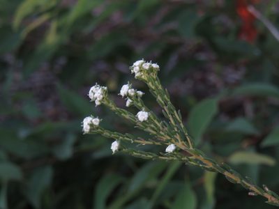 Phylica parviflora, photographed by Jeremy Gilmore