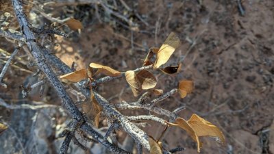 Fraxinus anomala, photographed by Erin Lalime