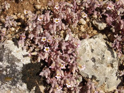 Sedum mucizonia, photographed by Ina Siebert