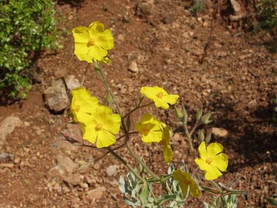 Cistus atriplicifolius, photographed by Ina Siebert