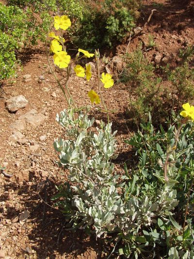 Cistus atriplicifolius, photographed by Ina Siebert
