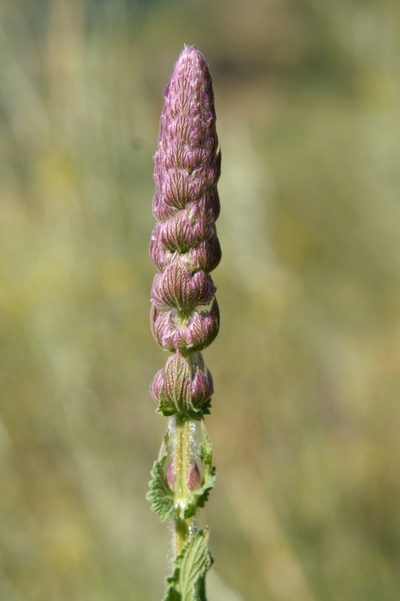 Nepeta tuberosa, photographed by Ina Siebert