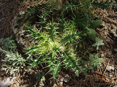 Ptilostemon hispanicus, photographed by Ina Siebert