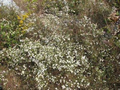 Symphyotrichum depauperatum, photographed by Chris Hoess