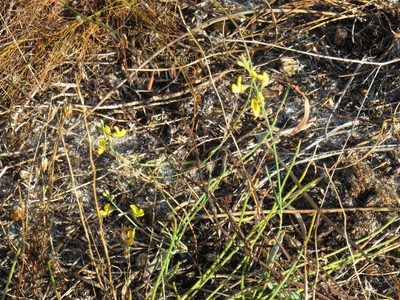 Lebeckia contaminata, photographed by Jeremy Gilmore