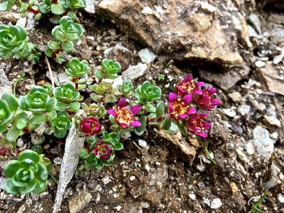 Saxifraga biflora, photographed by Karsten Rohweder