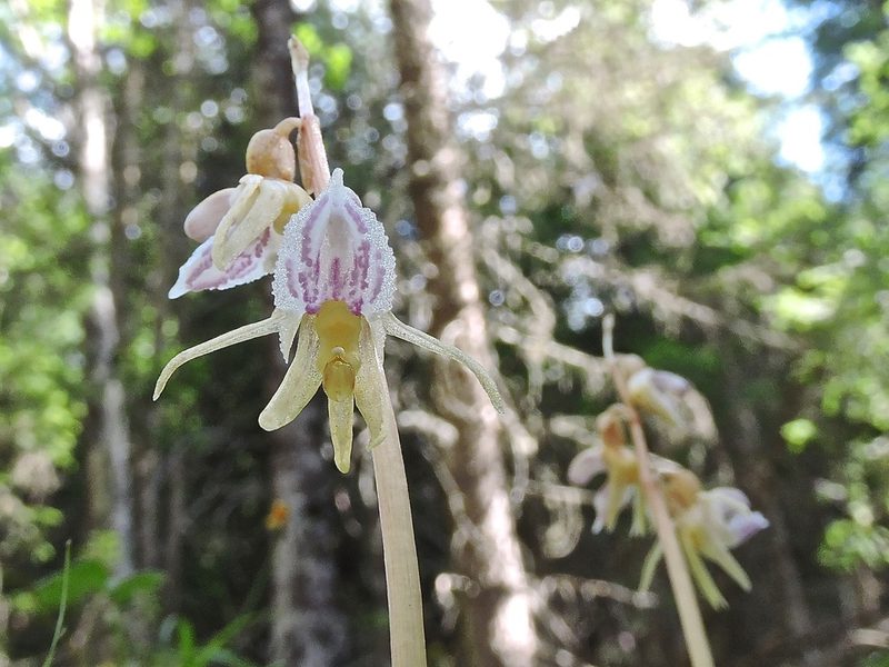 Epipogium aphyllum, photographed by Karsten Rohweder