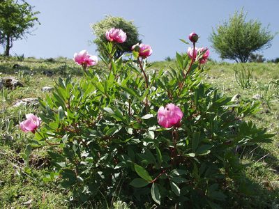 Paeonia broteri, photographed by Ina Siebert