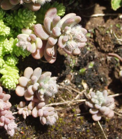 Sedum mucizonia, photographed by Ina Siebert