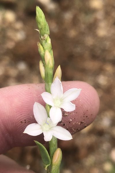 Oxygonum alatum, photographed by Dave U