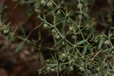 Zygophyllum paulayanum, photographed by S.MORE
