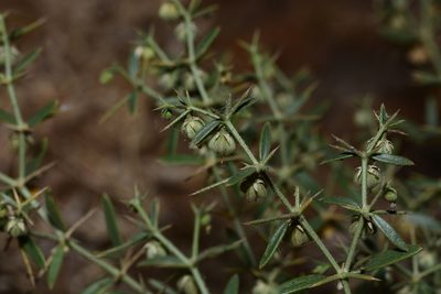 Zygophyllum paulayanum, photographed by S.MORE