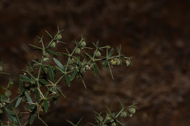 Zygophyllum paulayanum, photographed by S.MORE