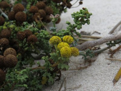 Oncosiphon sabulosus, photographed by Jeremy Gilmore