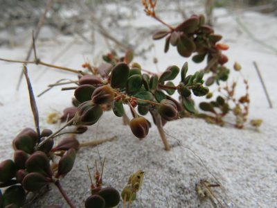 Pharnaceum cordifolium, photographed by Jeremy Gilmore