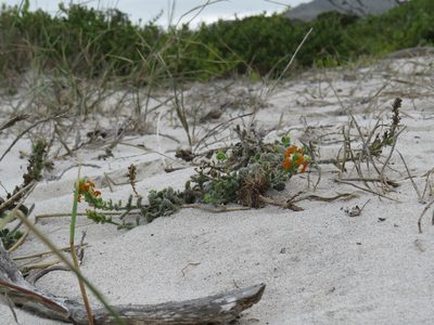 Manulea tomentosa, photographed by Jeremy Gilmore